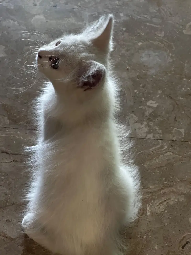 Persian kitten for sale — photo 2