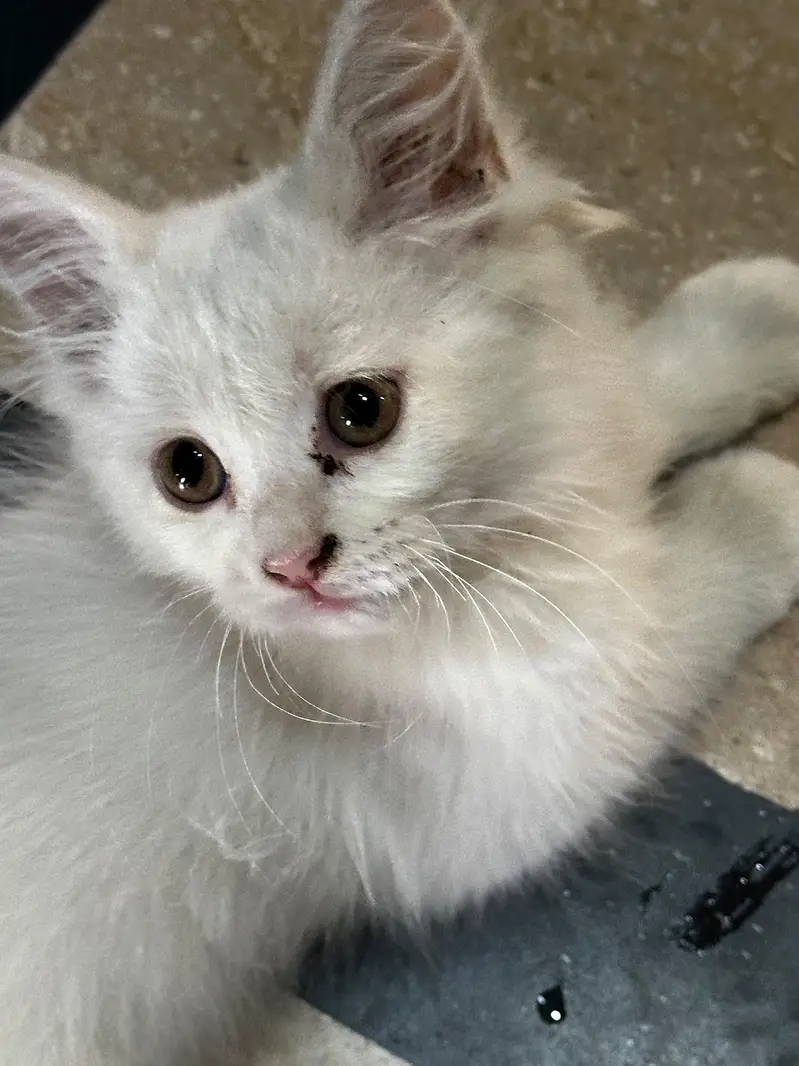 Persian kitten for sale — photo 3