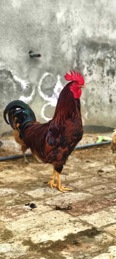 des murghy for sale