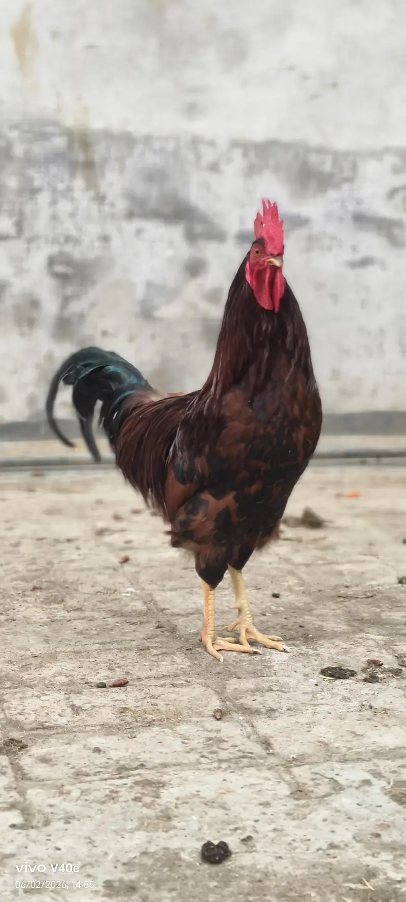 des murghy for sale — photo 3