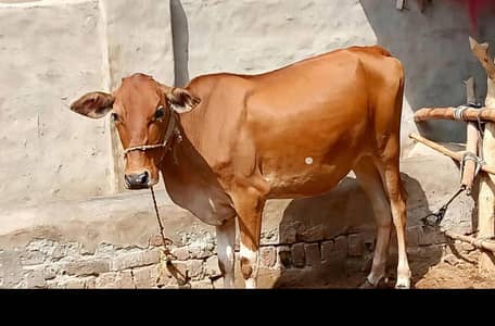 Sahiwal Cross Female Cow - Ghar Ka Pala Hua Bachha - Home Delivery