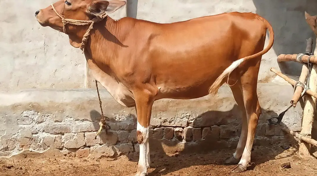 Sahiwal Cross Female Cow - Ghar Ka Pala Hua Bachha - Home Delivery — photo 2