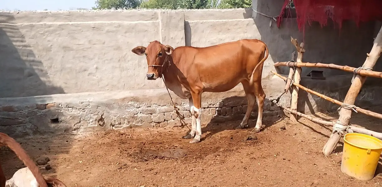Sahiwal Cross Female Cow - Ghar Ka Pala Hua Bachha - Home Delivery — photo 3
