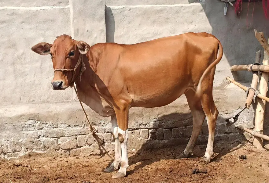 Sahiwal Cross Female Cow - Ghar Ka Pala Hua Bachha - Home Delivery — photo 4