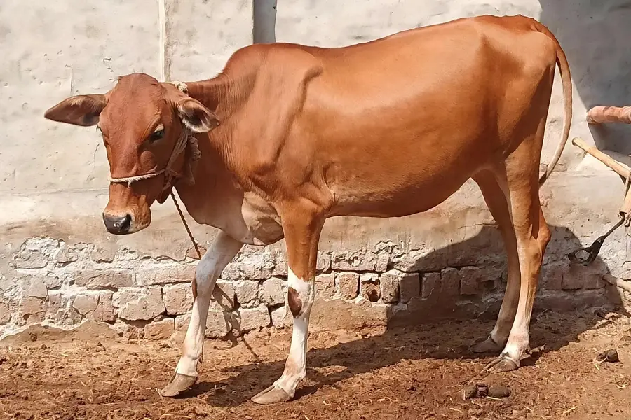 Sahiwal Cross Female Cow - Ghar Ka Pala Hua Bachha - Home Delivery — photo 5