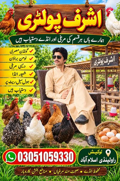 Loman / Golden Misri Chicken | 8 & 5 Months | Fresh Healthy Poultry