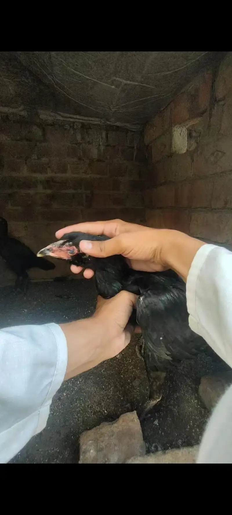 Panus pakoya Phatian — photo 5
