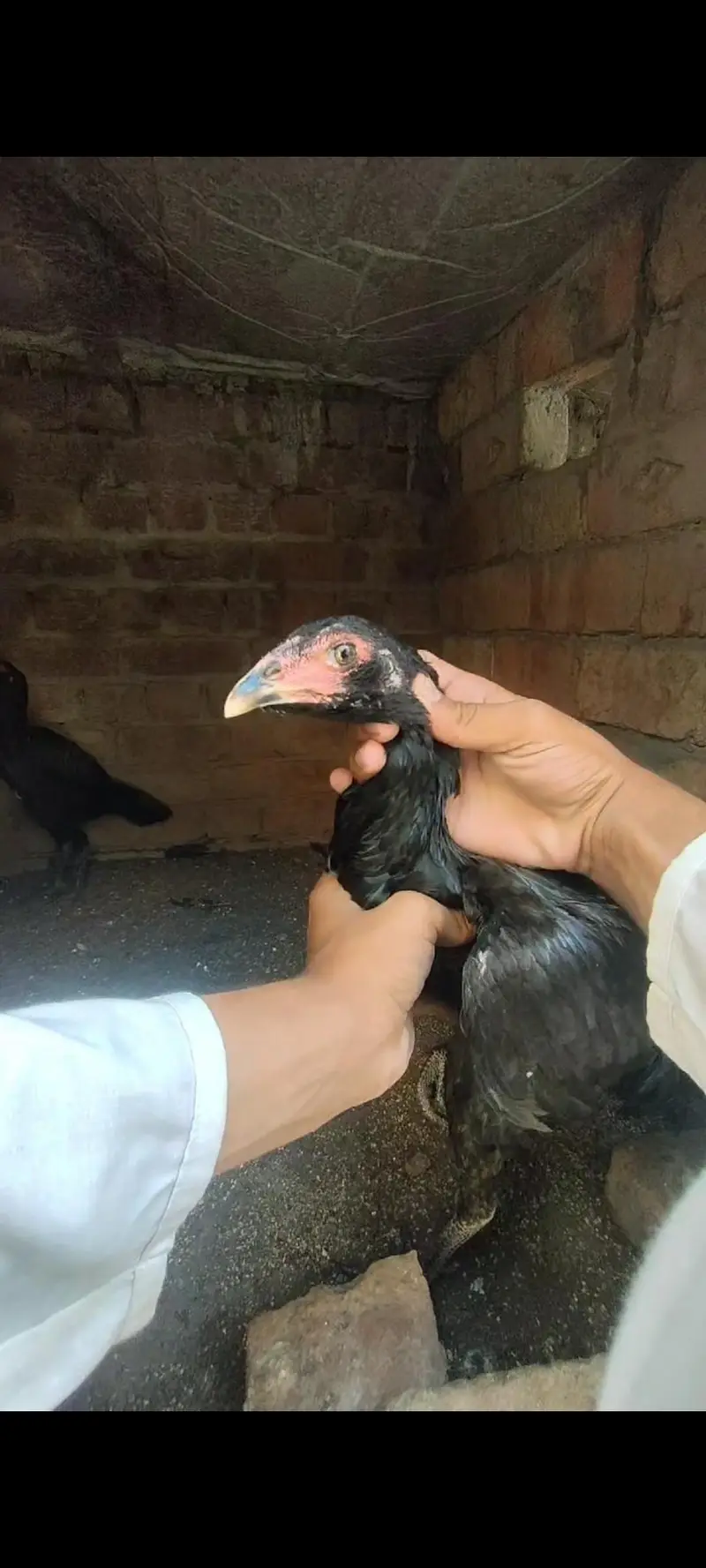 Panus pakoya Phatian — photo 6