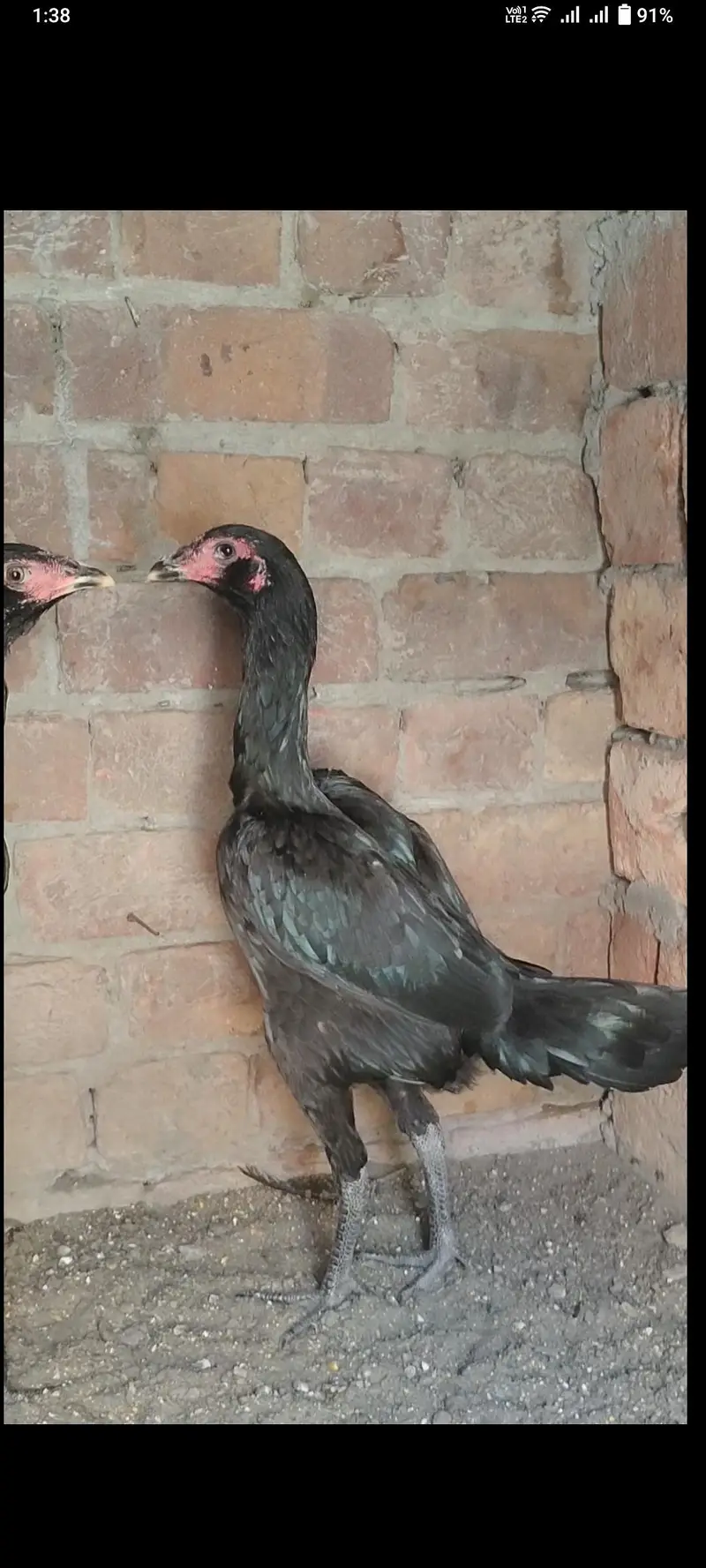 Panus pakoya Phatian — photo 7