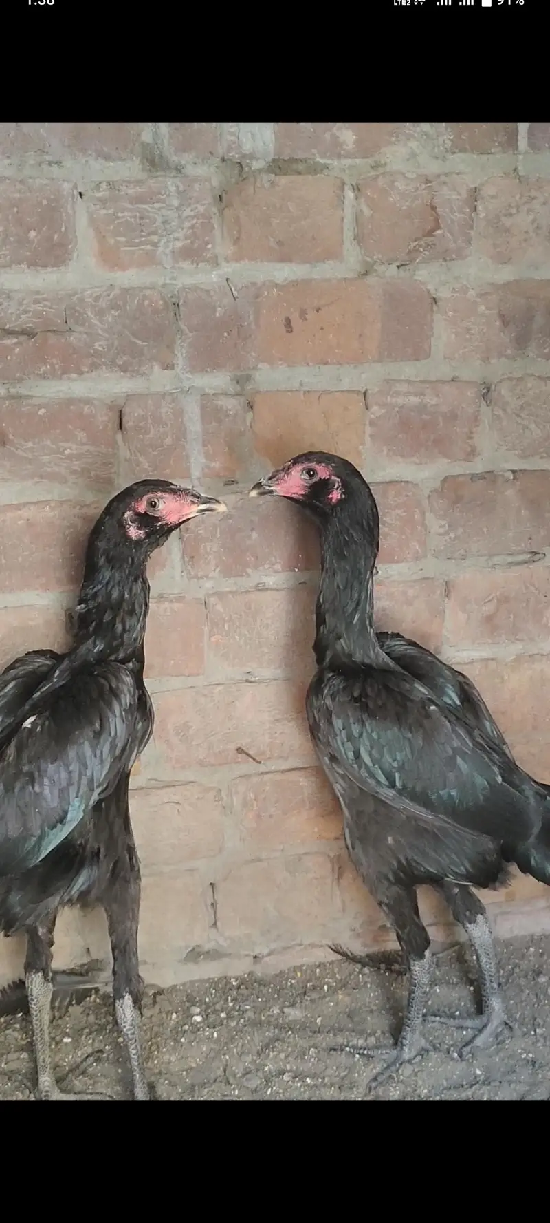 Panus pakoya Phatian — photo 8