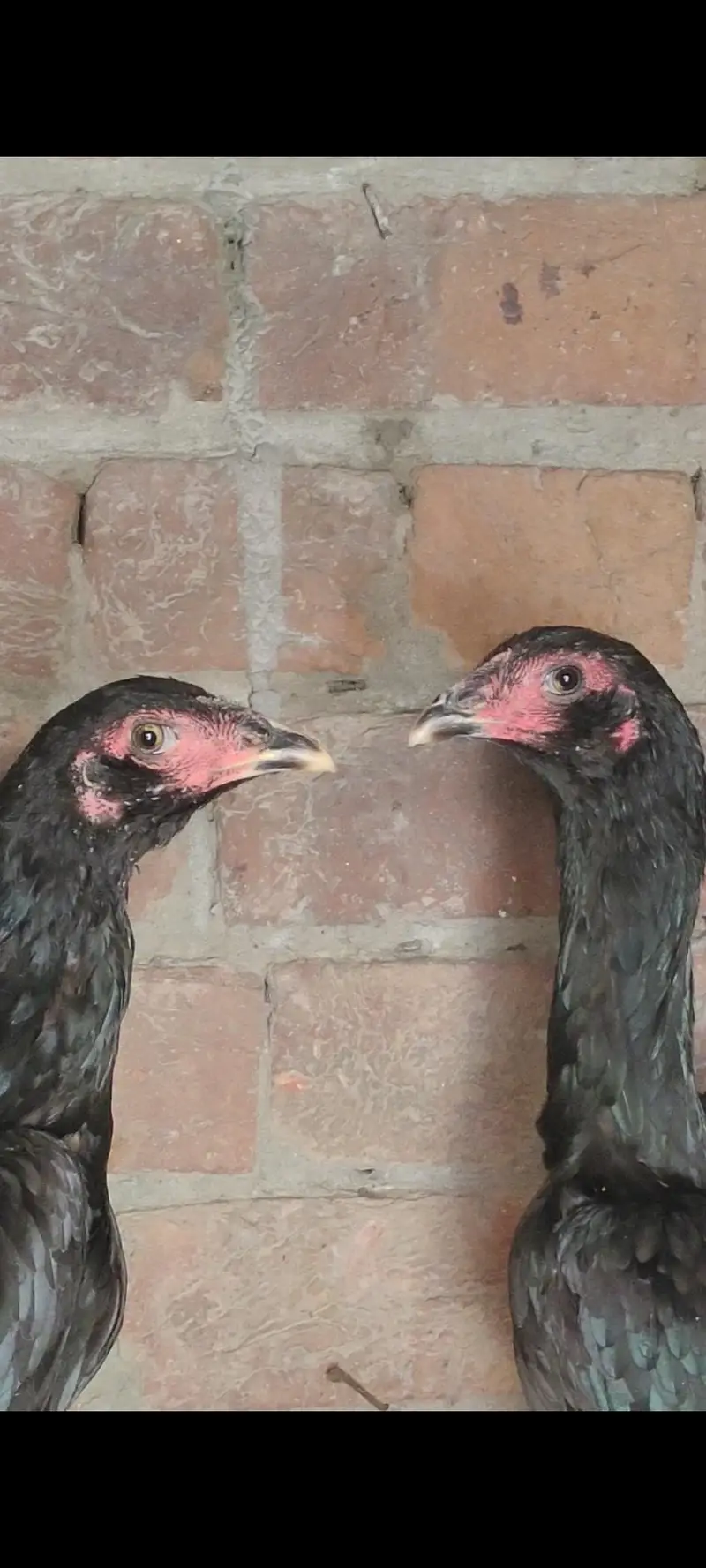 Panus pakoya Phatian — photo 10