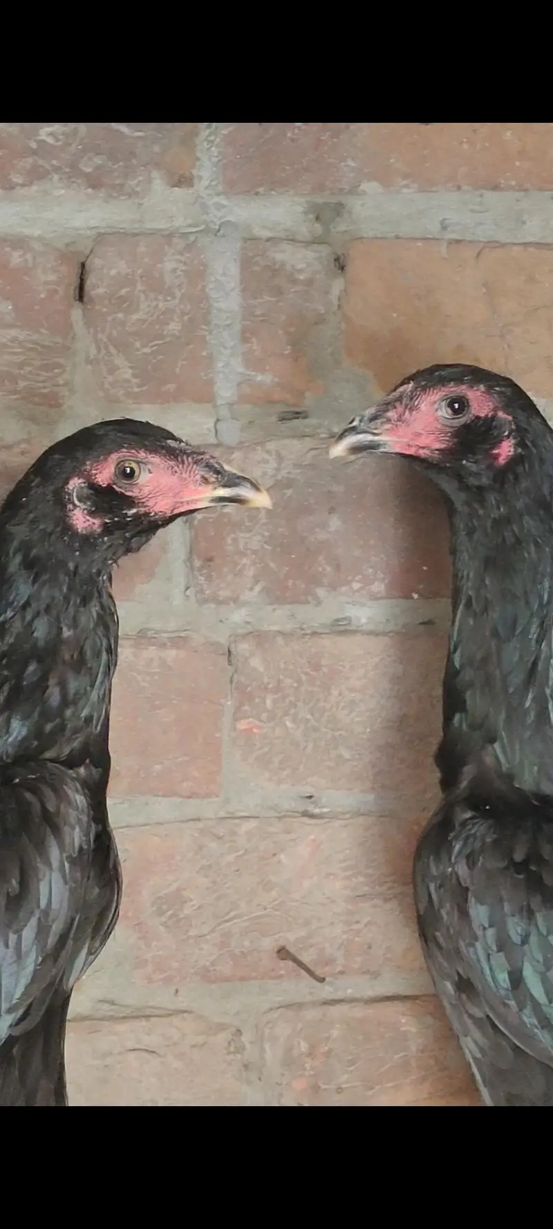Panus pakoya Phatian — photo 12