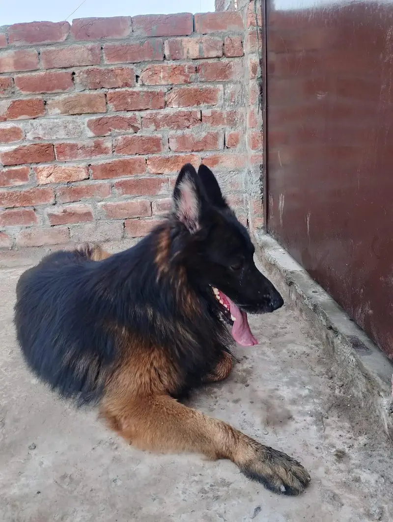 jerman ha urgent sale krna ha contact me. — photo 2