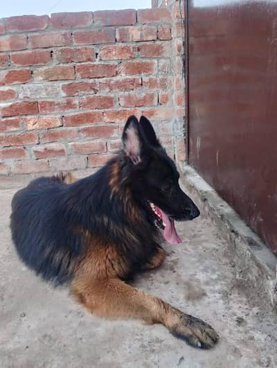 Dog available for sale friendly and healthy