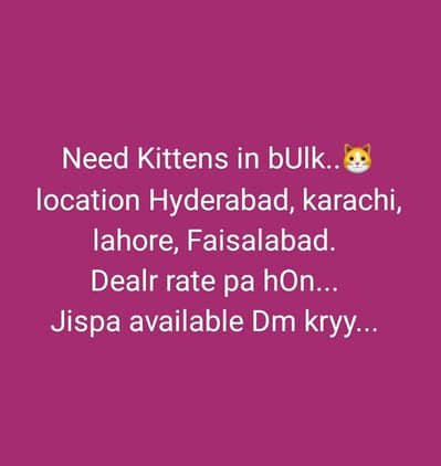 NEED PERISAN KITTENS. . . .