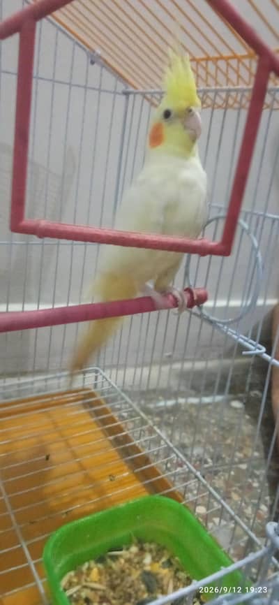 Female Cocktail for Sale