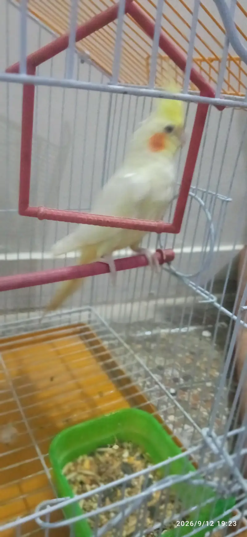 Female Cocktail for Sale — photo 2