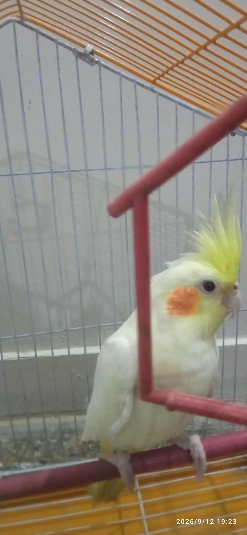 Female Cocktail for Sale — photo 4