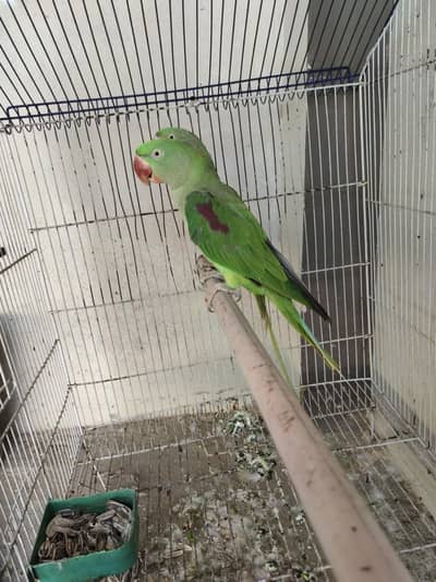 parrot