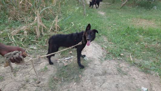 Black German Shepherd