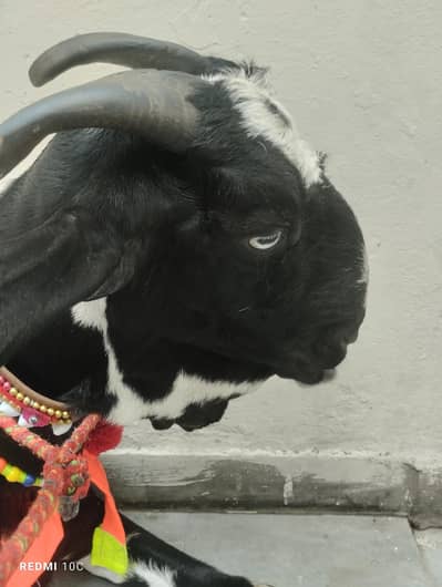 Kali Dabbi Goat Heavy Beautifull Goat Urgent Sale