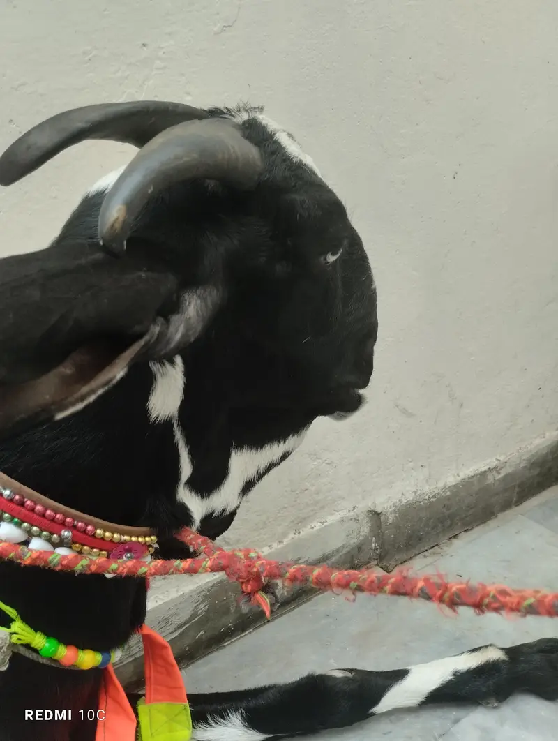 Kali Dabbi Goat Heavy Beautifull Goat Urgent Sale — photo 2