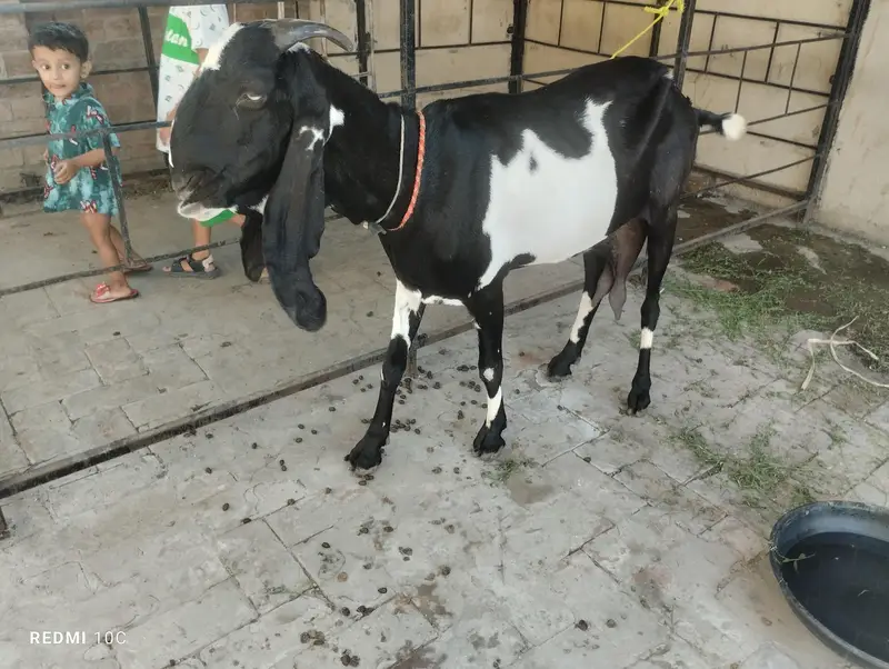 Kali Dabbi Goat Heavy Beautifull Goat Urgent Sale — photo 3