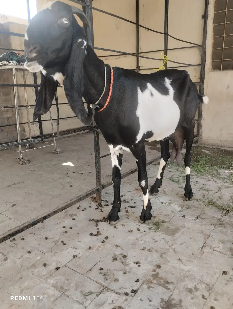 Kali Dabbi Goat Heavy Beautifull Goat Urgent Sale — photo 4
