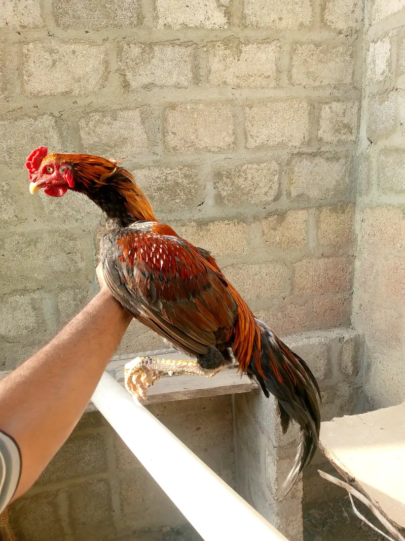 vip morga for sale — photo 2