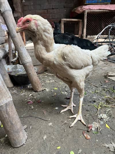 galwa white  femail shamoo black femail wtsap 03271995785