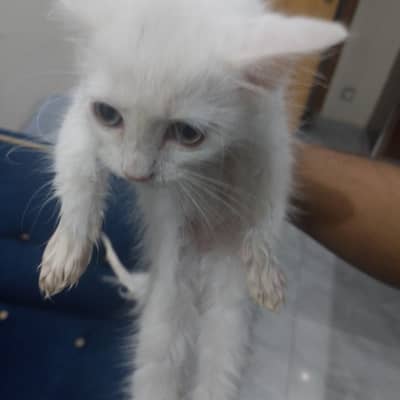 Beautiful White Persian Kitten for Sale  | Cute & Fluffy