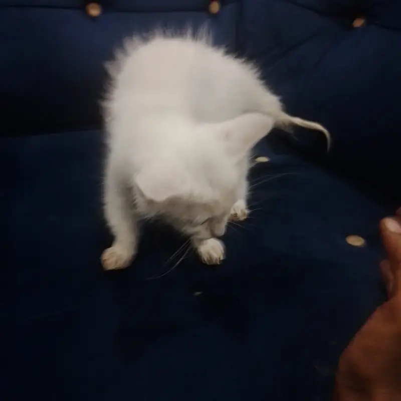 Beautiful White Persian Kitten for Sale  | Cute & Fluffy — photo 2