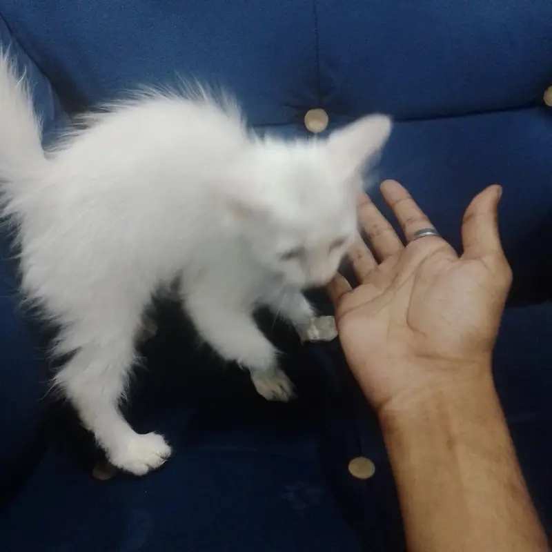 Beautiful White Persian Kitten for Sale  | Cute & Fluffy — photo 3