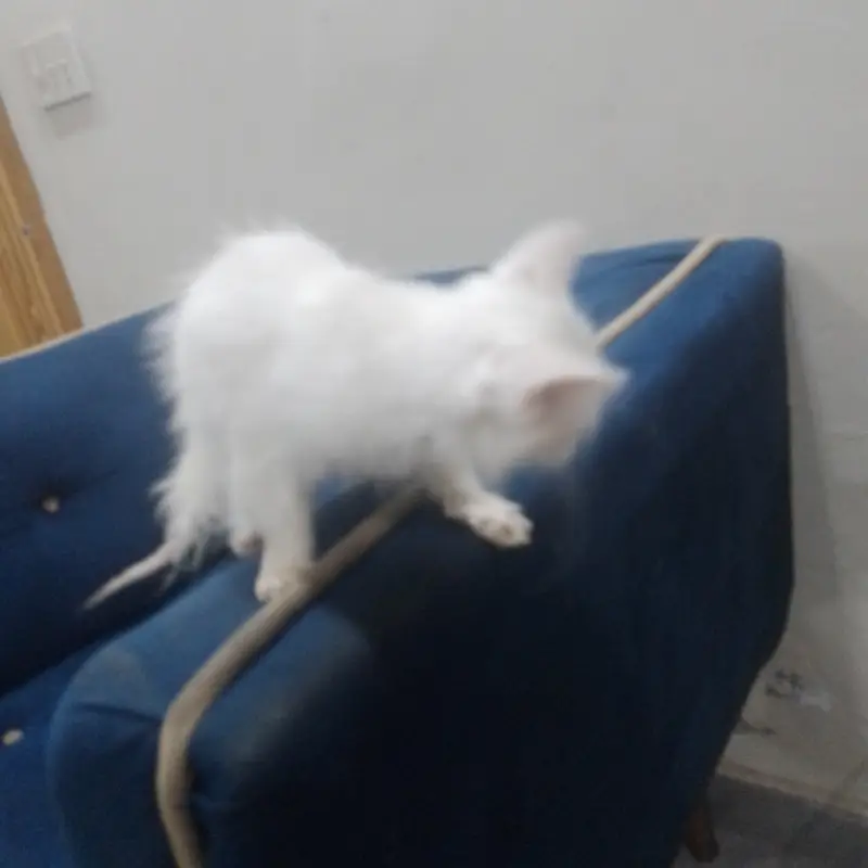 Beautiful White Persian Kitten for Sale  | Cute & Fluffy — photo 4