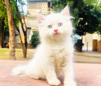 Pure Persian Triple coat Green eyes Kitten