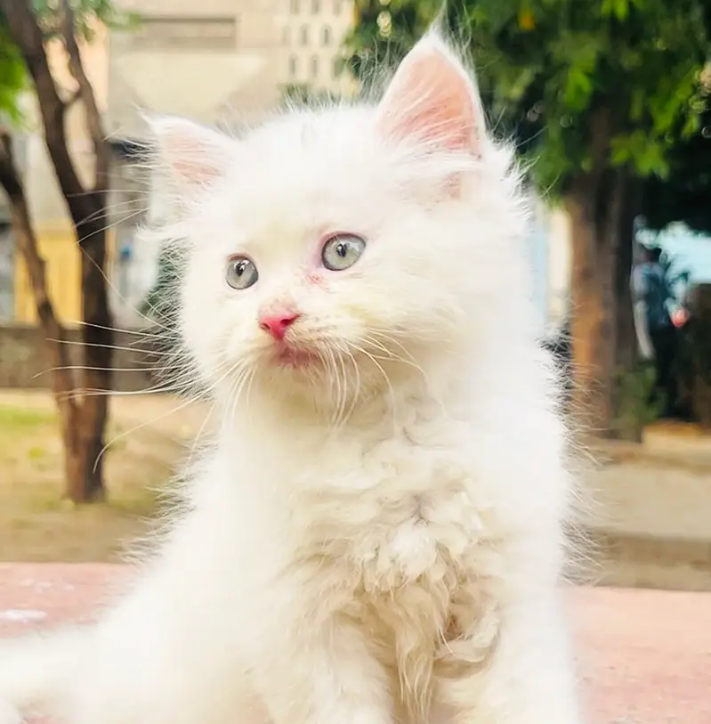 Pure Persian Triple coat Green eyes Kitten — photo 2