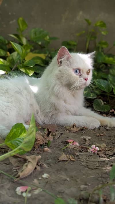 Persian odd eyes cat