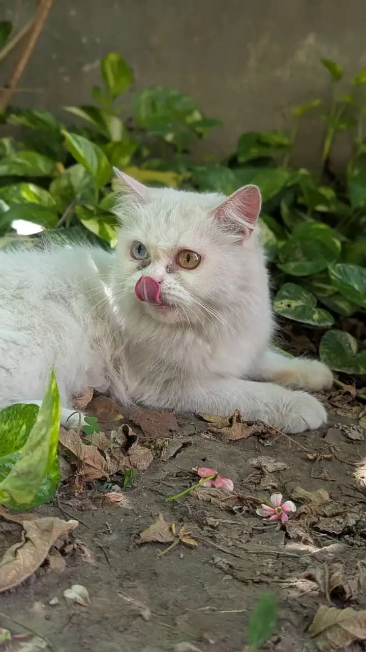 Persian odd eyes cat — photo 2