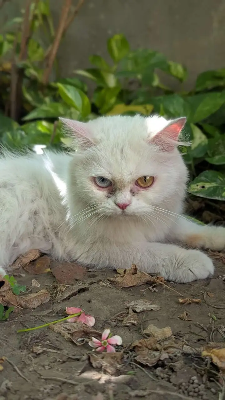 Persian odd eyes cat — photo 3