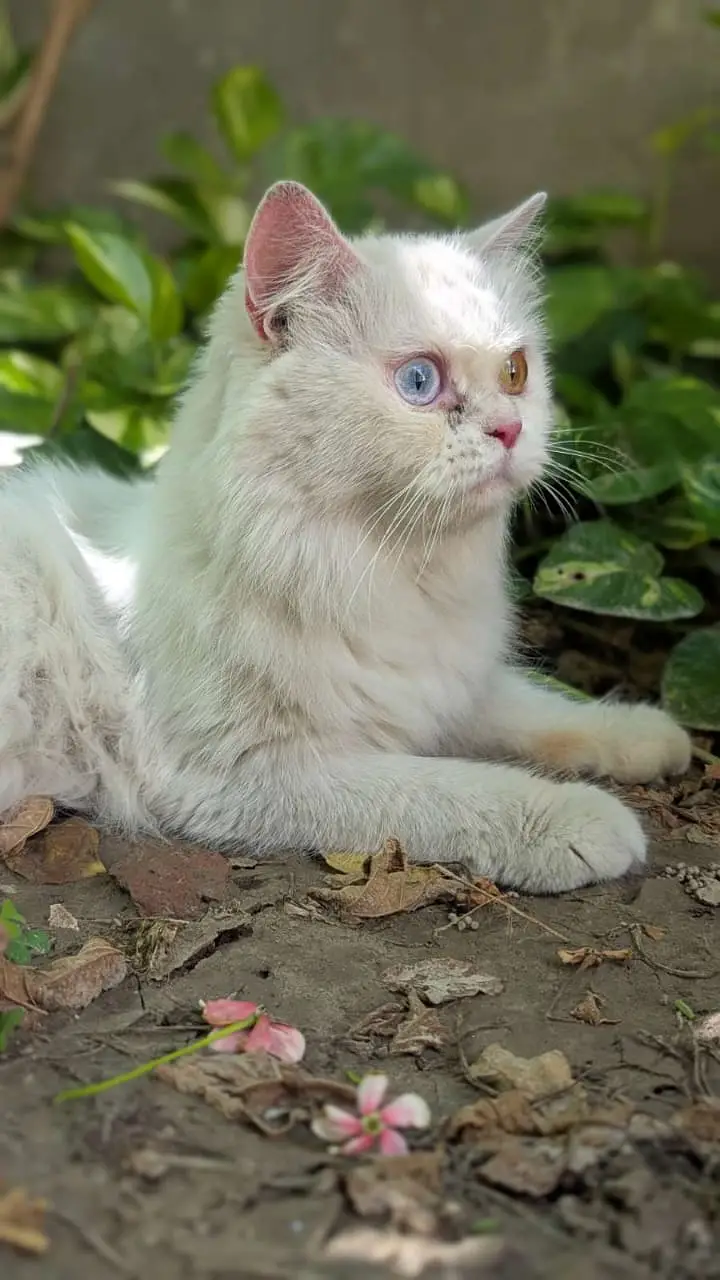 Persian odd eyes cat — photo 4