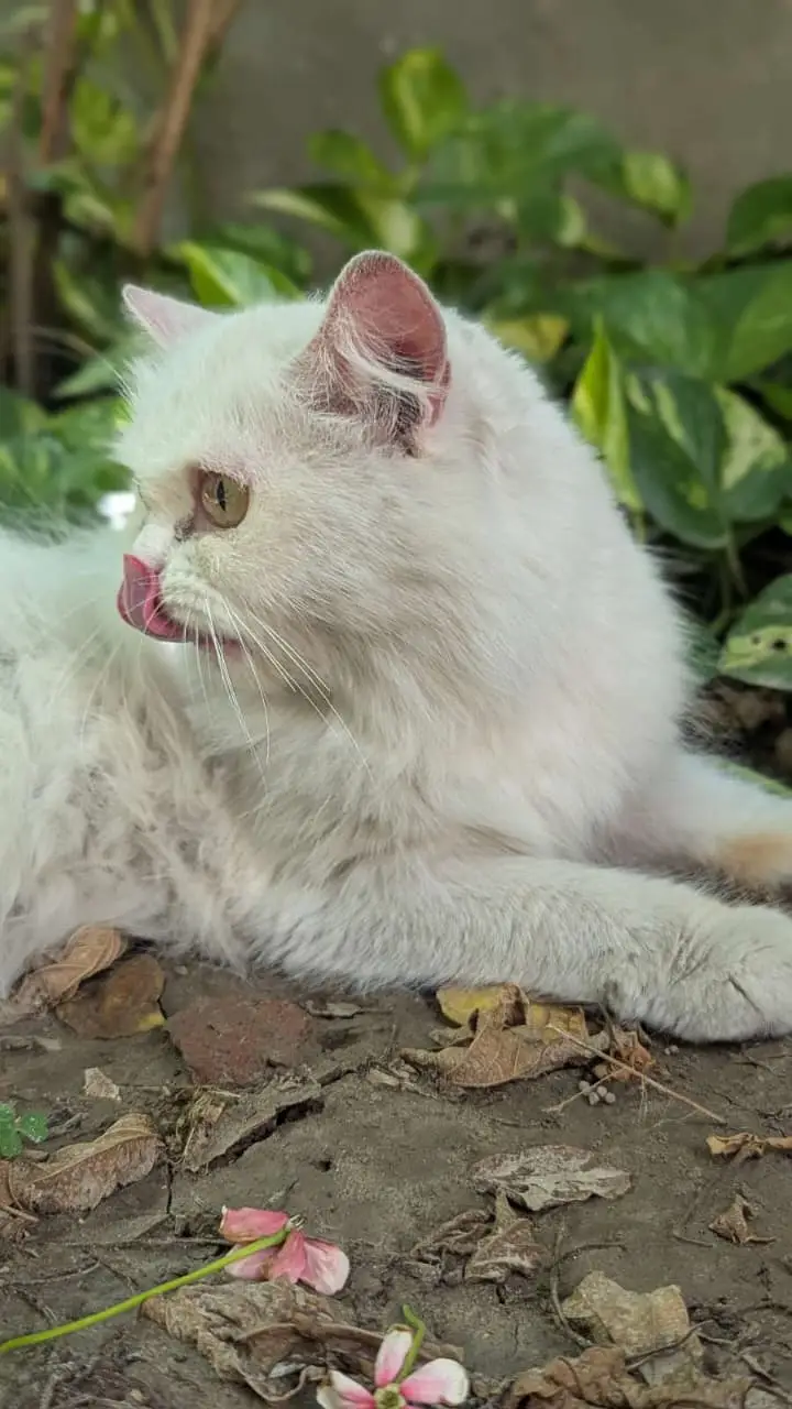 Persian odd eyes cat — photo 5