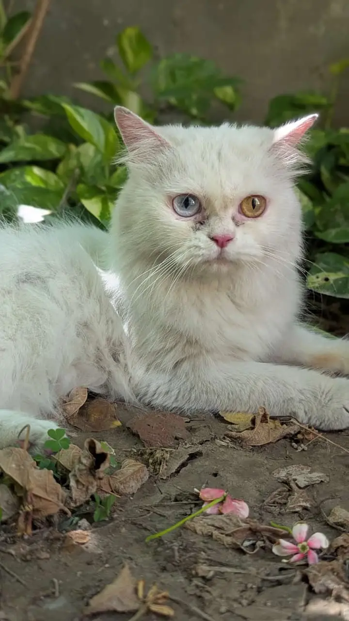Persian odd eyes cat — photo 6