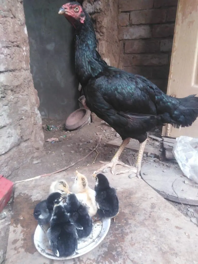 shamoo cross chiks galwa white  femail shamo femail wtsap 03271995785 — photo 2