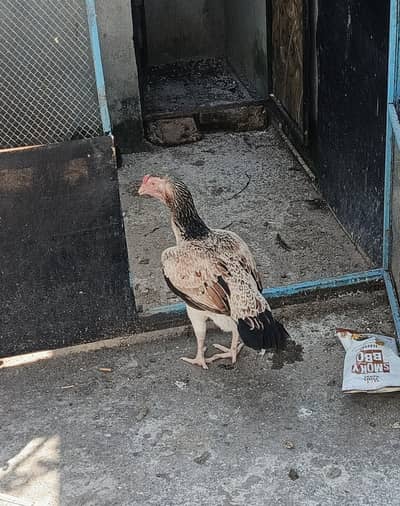 misri aseel or desi female hens for sale