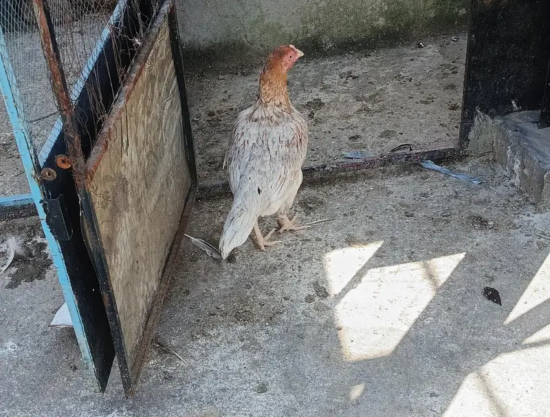 misri aseel or desi female hens for sale 7 piece Dene hain — photo 2