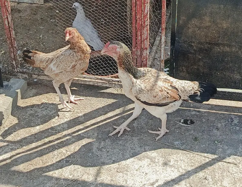 misri aseel or desi female hens for sale 7 piece Dene hain — photo 3