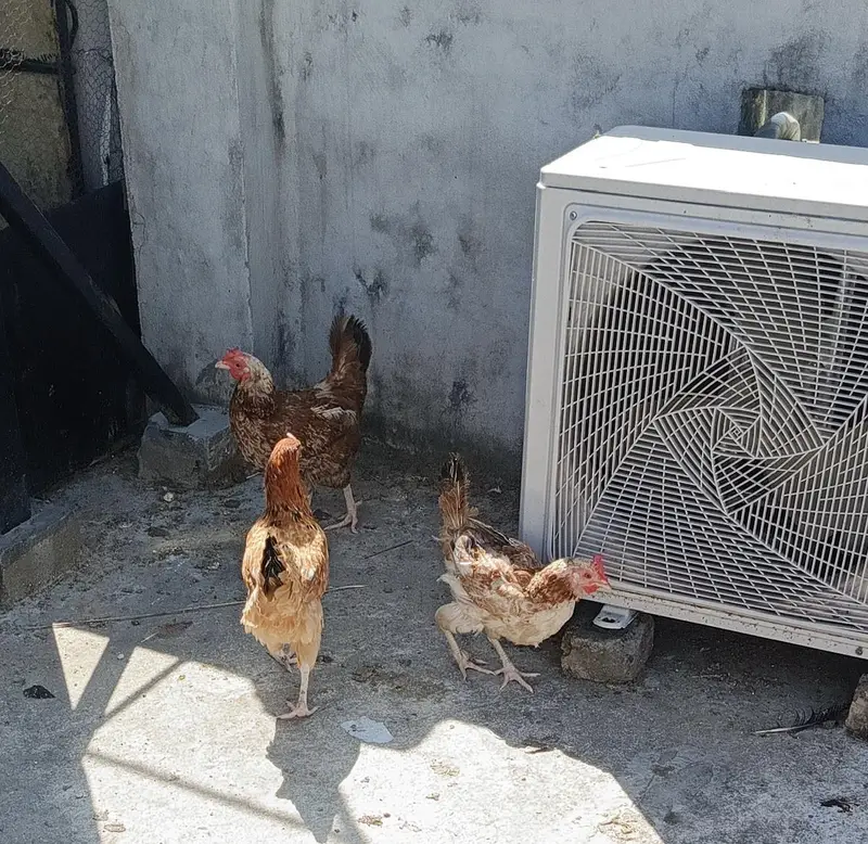misri aseel or desi female hens for sale 7 piece Dene hain — photo 4