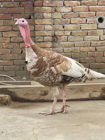 Turkey Bird Male| Dancing Peru |  location Bahwalpur|Beautiful Young