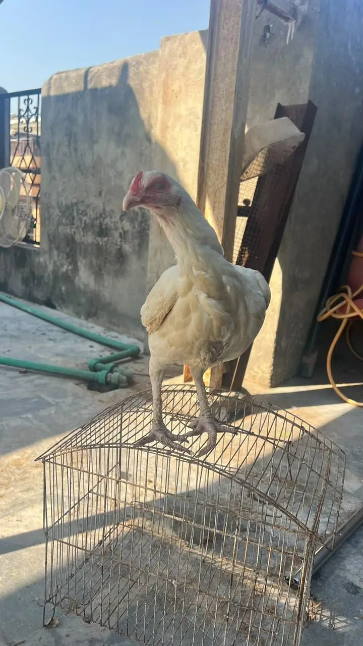 Heera Madi — photo 2