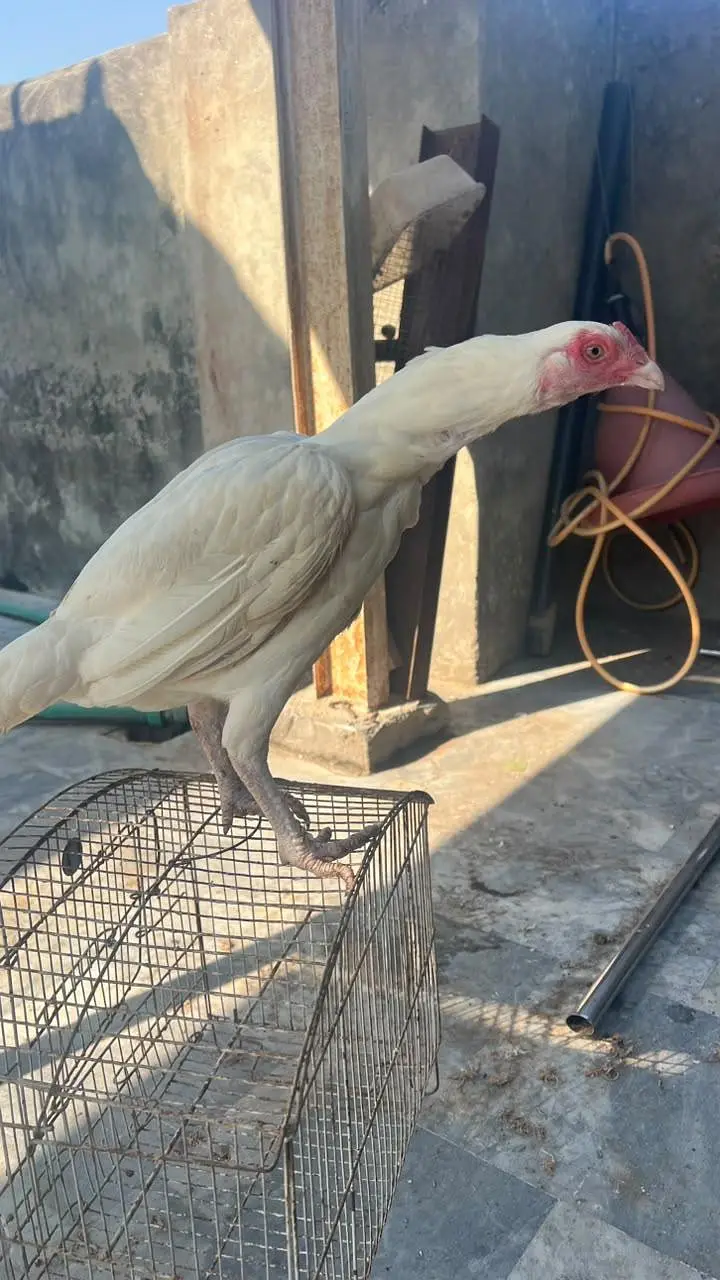 Heera Madi — photo 3